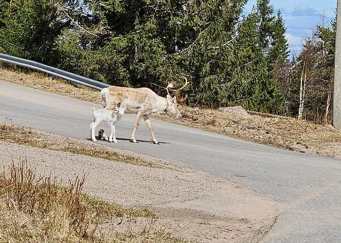 Naekoealahuoneisto 426 Daire *